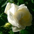 Róża White Blush