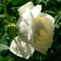Róża White Blush