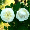Róża White Blush