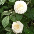 Róża White Blush