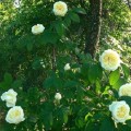 Róża White Blush