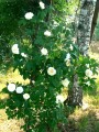 Róża White Blush