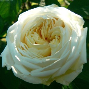 Róża 'White Blush' (Rosa)