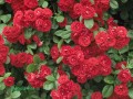 Róża pnąca Pauls Scarlet Climber