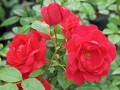 Róża pnąca Pauls Scarlet Climber