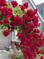 Róża pnąca Pauls Scarlet Climber