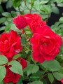 Róża pnąca Pauls Scarlet Climber