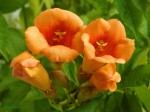 Milin pośredni 'Guilfoylei' (Campsis)