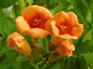 Milin pośredni 'Guilfoylei' (Campsis)