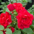 Róża pnąca Pauls Scarlet Climber