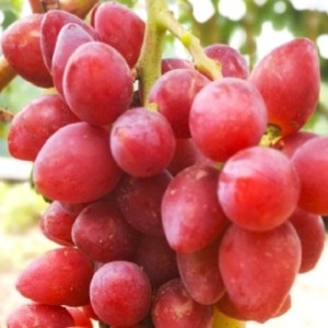 Winorośl 'Bonaparte' (Vitis) sadzonka 3-letnia