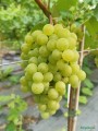 Winorośl Iza Zaliwska