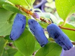 Jagoda kamczacka 'Jolanta' (Lonicera kamtschatica)