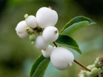 Śnieguliczka biała (Symphoricarpos)