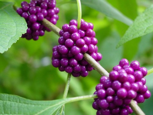 Pięknotka Bodiniera Profusion