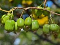 Aktinidia ostrolistna Issai