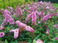 Budleja Dawida Pink Delight