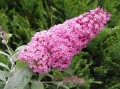 Budleja Dawida Pink Delight