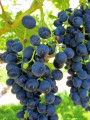 Winorośl Muscat Bleu