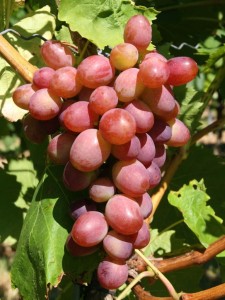 Winorośl 'Wiktoria 5' (Vitis)